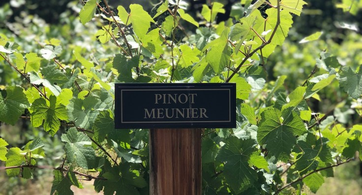 Pinot Meunier