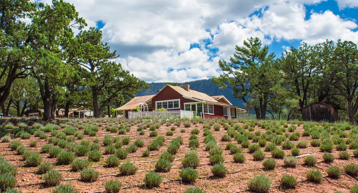 Pine Creek Lavender Farm